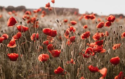 Herdenking Eerste Wereldoorlog