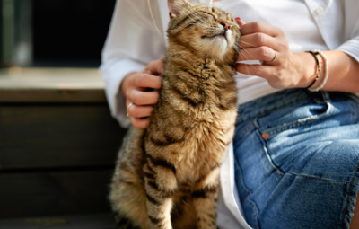 Ninovieters kunnen zich laten begraven met de asurne van hun huisdier